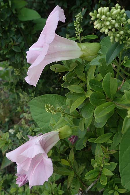 Calystegia pulchra \ Sch�ne Zaun-Winde / Hairy Bindweed, D Sachsen-Anhalt, Hornburg 7.6.2022