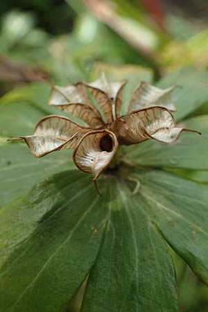Eranthis hyemalis \ Winterling / Winter Aconite, D Mannheim 6.5.2023