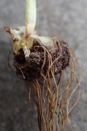 Eranthis hyemalis \ Winterling / Winter Aconite, D Mannheim-Pfingstberg 20.2.2025