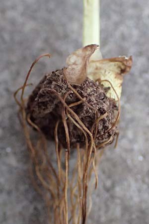 Eranthis hyemalis \ Winterling / Winter Aconite, D Mannheim-Pfingstberg 20.2.2025