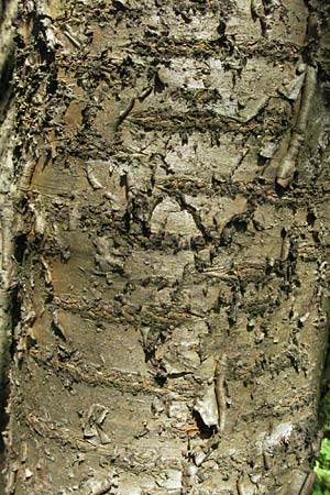 Prunus avium subsp. avium \ Vogel-Kirsche, Wild-Kirsche / Wild Cherry, D H&uuml;fingen 18.5.2007