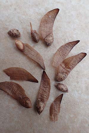 Pinus strobus \ Weymouths-Kiefer, Wei�-Kiefer / Eastern White Pine, D Bad D&uuml;rkheim 26.11.2016