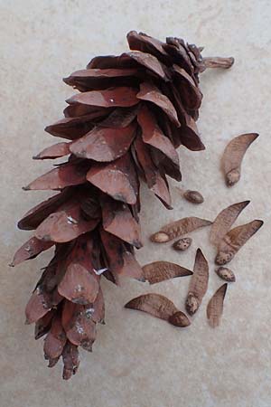 Pinus strobus \ Weymouths-Kiefer, Wei�-Kiefer / Eastern White Pine, D Bad D&uuml;rkheim 26.11.2016