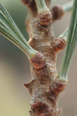 Pinus strobus \ Weymouths-Kiefer, Wei�-Kiefer / Eastern White Pine, D Odenwald, Beerfelden 19.2.2017