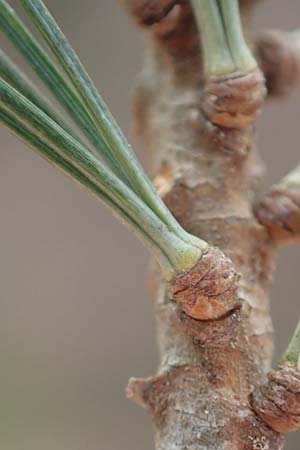 Pinus strobus \ Weymouths-Kiefer, Wei�-Kiefer / Eastern White Pine, D Odenwald, Beerfelden 19.2.2017