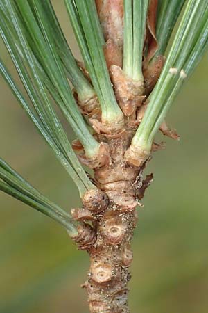 Pinus strobus \ Weymouths-Kiefer, Wei�-Kiefer / Eastern White Pine, D Odenwald, Beerfelden 19.2.2017