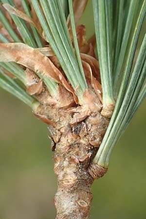 Pinus strobus \ Weymouths-Kiefer, Wei�-Kiefer / Eastern White Pine, D Odenwald, Beerfelden 19.2.2017