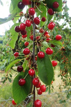 Prunus avium subsp. avium \ Vogel-Kirsche, Wild-Kirsche / Wild Cherry, D Hemsbach 4.6.2020