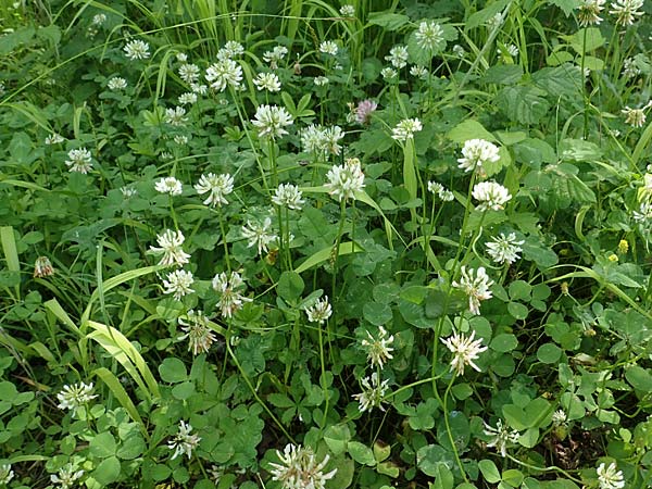 Trifolium repens \ Wei�-Klee, Wei�klee / White Clover, D Eggenstein-Leopoldshafen 12.6.2021