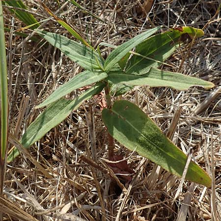 Persicaria amphibia \ Wasser-Kn�terich / Water Knotweed, Willow Grass, D Hassloch 30.8.2022