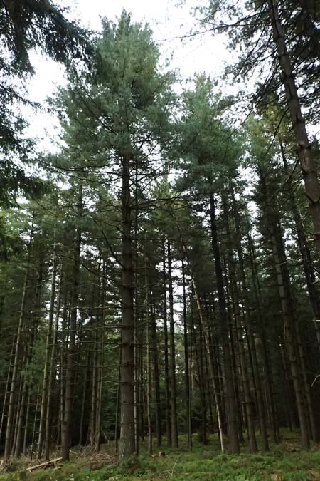 Pinus strobus \ Weymouths-Kiefer, Wei�-Kiefer / Eastern White Pine, D Odenwald, Mossautal 14.10.2023