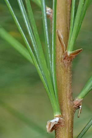 Pinus strobus \ Weymouths-Kiefer, Wei�-Kiefer / Eastern White Pine, D Odenwald, Mossautal 14.10.2023