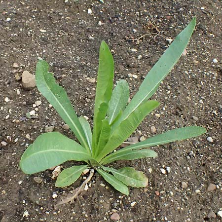 Dipsacus sativus / Fuller's Teasel, D Botan. Gar.  Universit.  Ulm 26.5.2025