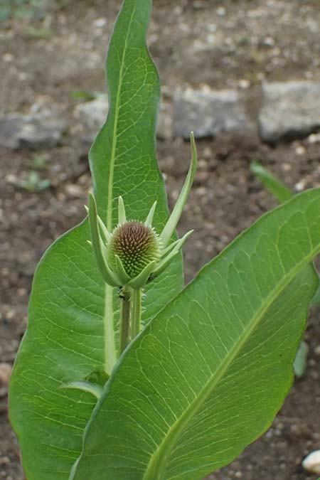 Dipsacus sativus / Fuller's Teasel, D Botan. Gar.  Universit.  Ulm 26.5.2025
