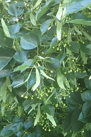 Tilia cordata \ Winter-Linde / Small-Leaved Lime, D Mannheim 23.6.2016