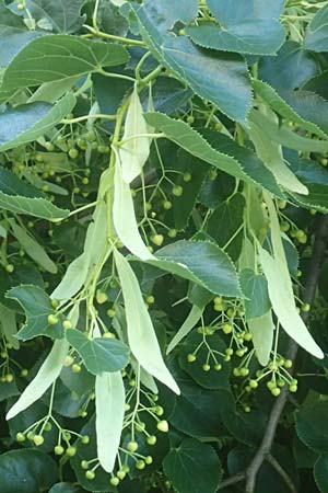 Tilia cordata \ Winter-Linde / Small-Leaved Lime, D Mannheim 23.6.2016