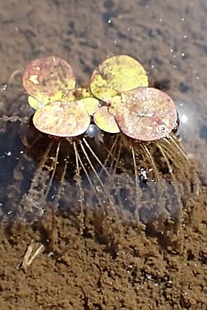 Spirodela polyrhiza \ Vielwurzelige Teichlinse / Greater Duckweed, D Dorsten 14.6.2018