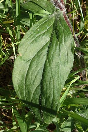 Silene latifolia subsp. alba \ Wei&szlig;e Lichtnelke / White Campion, D Frankfurt-Niederrad 21.4.2019