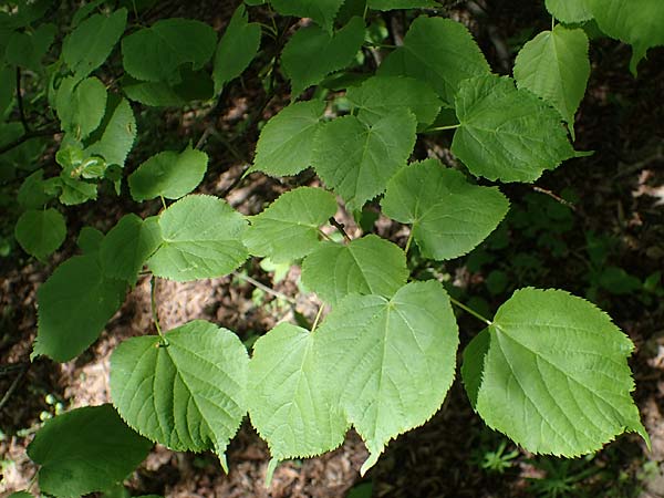 Tilia cordata \ Winter-Linde / Small-Leaved Lime, D Mannheim-Pfingstberg 14.5.2021