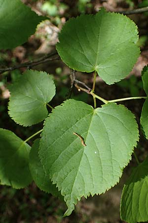 Tilia cordata \ Winter-Linde / Small-Leaved Lime, D Mannheim-Pfingstberg 14.5.2021