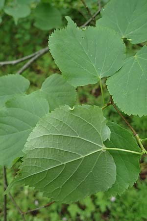 Tilia cordata \ Winter-Linde / Small-Leaved Lime, D Mannheim-Pfingstberg 25.5.2021