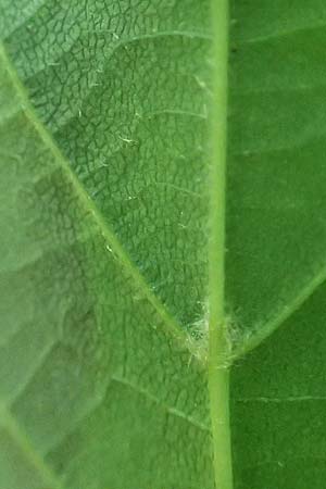 Tilia cordata \ Winter-Linde / Small-Leaved Lime, D Mannheim-Pfingstberg 25.5.2021