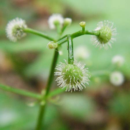 Galium odoratum \ Waldmeister / Woodruff, D Odenwald, Reichelsheim 16.6.2015