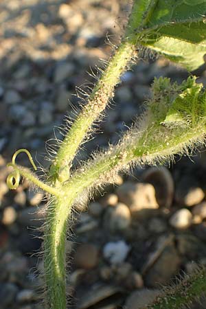 Citrullus lanatus \ Wasser-Melone / Water Melon, D Biblis 28.9.2015