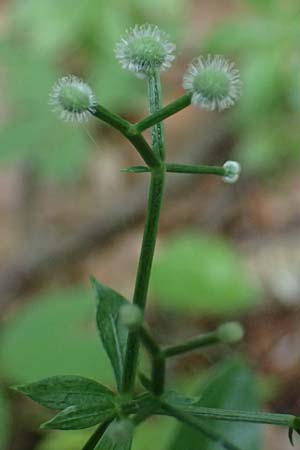 Galium odoratum \ Waldmeister / Woodruff, D Rh&ouml;n, Gersfeld 22.6.2023