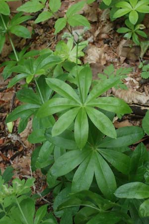 Galium odoratum \ Waldmeister / Woodruff, D Rh&ouml;n, Gersfeld 22.6.2023
