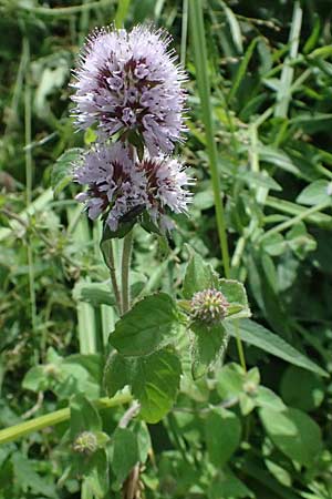 Mentha aquatica \ Wasser-Minze / Water Mint, D Pfalz,  Dannstadt 20.7.2023