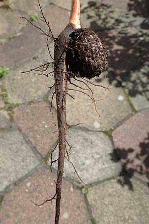 Juglans regia \ Echte Walnuss / Persian Walnut, D Mannheim 21.5.2017