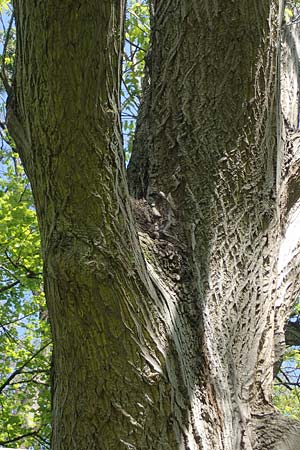 Juglans cinerea / Butter Nut, White Walnut, D Mannheim 28.4.2021