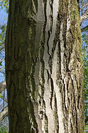 Juglans cinerea / Butter Nut, White Walnut, D Mannheim 28.4.2021