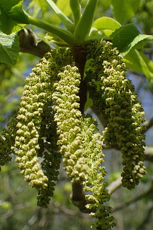 Juglans cinerea / Butter Nut, White Walnut, D Mannheim 28.4.2021