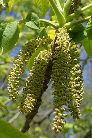 Juglans cinerea / Butter Nut, White Walnut, D Mannheim 28.4.2021