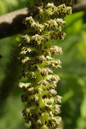 Juglans cinerea / Butter Nut, White Walnut, D Mannheim 28.4.2021