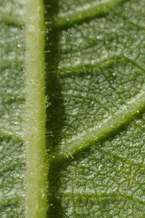 Juglans cinerea / Butter Nut, White Walnut, D Mannheim 28.4.2021
