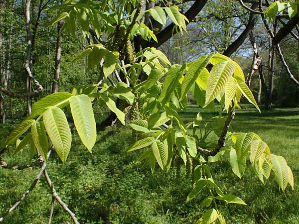 Juglans cinerea / Butter Nut, White Walnut, D Mannheim 28.4.2021