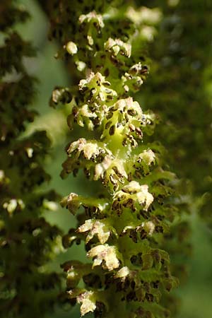 Juglans cinerea / Butter Nut, White Walnut, D Mannheim 28.4.2021