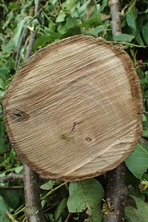 Juglans regia \ Echte Walnuss / Persian Walnut, D M&ouml;mlingen 30.8.2025
