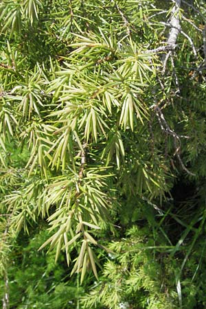 Juniperus communis \ Gew�hnlicher Wacholder / Juniper, D Schwarzwald/Black-Forest, Feldberg 24.6.2007