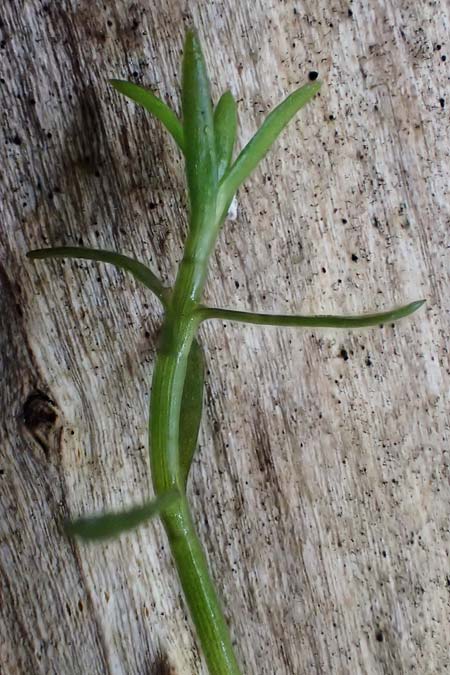 Crassula helmsii \ Nadelkraut, Helms Dickblatt / Swamp Stonecrop, New Zealand Pygmyweed, D Elmstein 6.4.2022