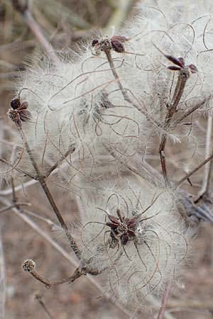 Clematis vitalba \ Gew�hnliche Waldrebe / Traveller's Joy, D R&ouml;merberg 13.3.2019