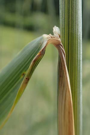 Secale cereale var. multicaule \ Waldstauden-Korn, Johannis-Roggen / Wild Rye, D Hemsbach 9.6.2019