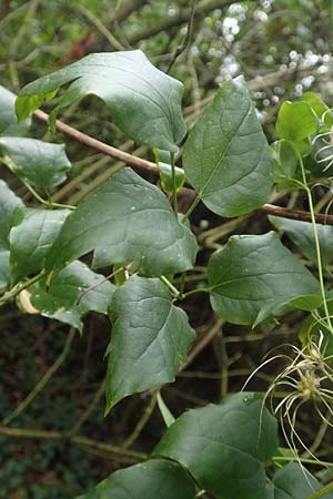 Clematis vitalba \ Gew�hnliche Waldrebe / Traveller's Joy, D Mannheim 20.10.2019