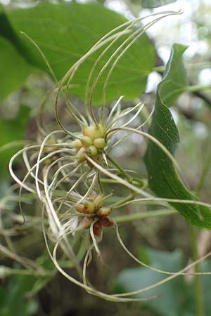 Clematis vitalba \ Gew�hnliche Waldrebe / Traveller's Joy, D Mannheim 20.10.2019