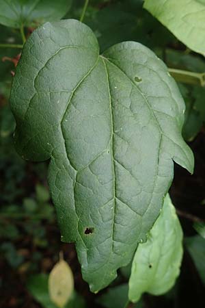 Clematis vitalba \ Gew�hnliche Waldrebe / Traveller's Joy, D Mannheim 20.10.2019