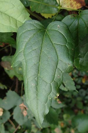 Clematis vitalba \ Gew�hnliche Waldrebe / Traveller's Joy, D Mannheim 20.10.2019