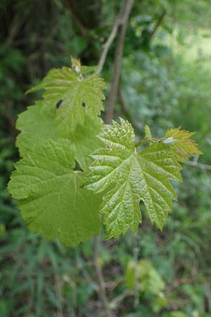 Vitis sylvestris ? \ Wilde Weinrebe / Grape Vine, D Ketsch 20.5.2021